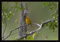 Saffron Finch - Sicalis flaveola