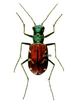 주홍길앞잡이 - Cicindela coerulea shantungensis -