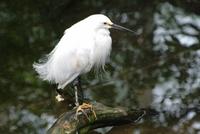 Snowy Egret