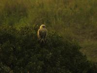 Steppe Eagle (Stäppörn) - Aquila nipalensis