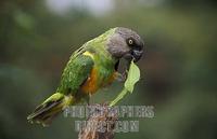 Senegal parrot , Poicephalus senegalus , Parc National de Niokolo Koba , Senegal stock photo