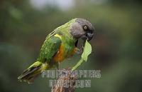 Senegal parrot , Poicephalus senegalus , Parc National de Niokolo Koba , Senegal stock photo