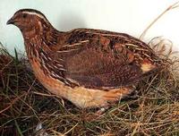 Przepiórka, przepiórka japońska, Coturnix coturnix japonica