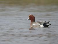 Wigeon