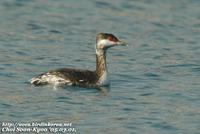 Fig. 16. Horned Grebe : 귀뿔논병아리