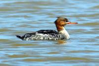 Red-breasted Merganser (Mergus serrator)