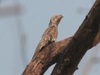 Potoo, Common