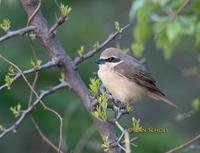 Brown shrike C20D 03279.jpg