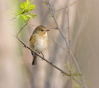 Red-flanked bluetail C20D 02657.jpg