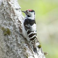 Lesser Spotted Woodpecker - Dendrocopos minor