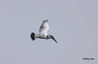 斑魚狗  	Pied Kingfisher  	Ceryle rudis