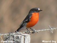 Flame Robin