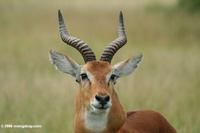 Adult male kob (Adenota kob thomasi)