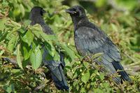 Corvus corone