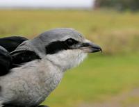 Great Grey Shrike (Lanius excubitor)