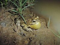 : Bufo beebei