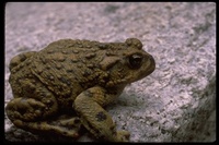 : Bufo boreas halophilus; California Toad