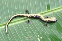 : Bolitoglossa mulleri