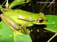 : Hypsiboas marginatus