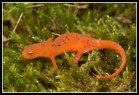 : Notophthalmus viridescens; Eastern Newt