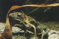: Pelobates fuscus; Common Spadefoot