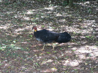 : Alectura lathami; Australian Brush-turkey