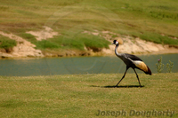 : Balearica regulorum; Grey Crowned Crane