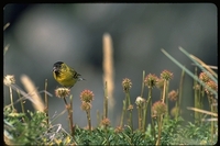 : Carduelis barbata; Black Chinned Siskin