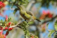 : Cinnyris chalybeus; Southern Double-collared Sunbird