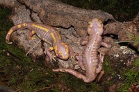 : Salamandra salamandra terrestris; Fire Salamander