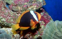 : Amphiprion rubrocinctus; Australian Anemonefish