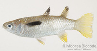 : Ellochelon vaigiensis
