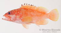 : Epinephelus fasciatus