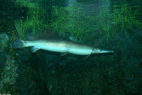 : Lepisosteus platostomus; Shortnose Gar