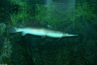 : Lepisosteus platostomus; Shortnose Gar