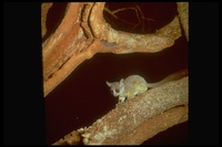 : Galago sp.; Lesser Bush Baby