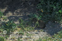 : Microcavia australis; Southern Mountain Cavy