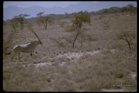 : Oryx gazella beisa; Beisa Gemsbok