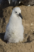 : Thalassarche chrysostoma; Black-browed Albatross