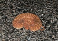 : Acanthophis pyrrhus; Desert Death Adder