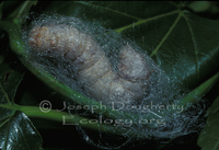: Bombyx mori; Silk Moth Caterpillar