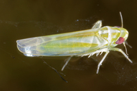 : Empoasca sp.; Leafhopper