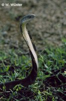 : Ophiophagus hannah; King Cobra