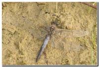 : Orthetrum cancellatum