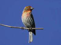 House Finch