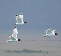 Great Black-headed Gull