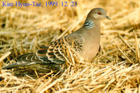 멧비둘기(Rufous Turtle Dove)