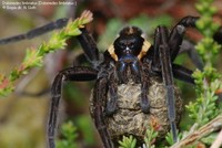 Moseedderkop (Dolomedes fimbriatus ) Foto/billede af