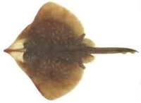 Sydney Skate - Dipturus australis