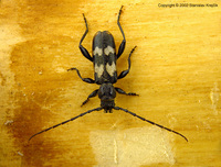 Semanotus undatus